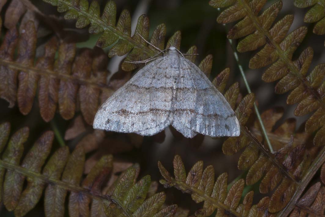 Geometridae  -  Mesotype parallelolineata. Mi confermate? S